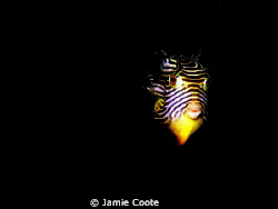 Shaw it's a Cow?
A "Shaws cow fish" moving in for a clos... by Jamie Coote 